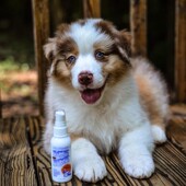 美国克莉斯汀森宠物赛级猫狗免洗多效护毛精华防打结闪亮喷雾