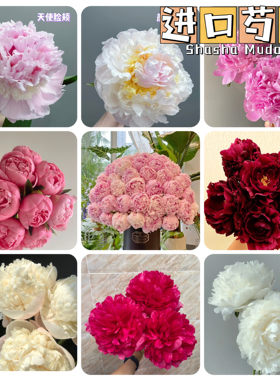 种苗庭院芍药花苗盆栽春节开花