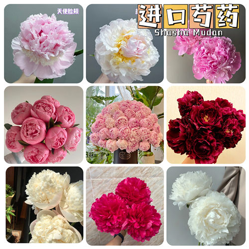 种苗庭院芍药花苗盆栽春节开花