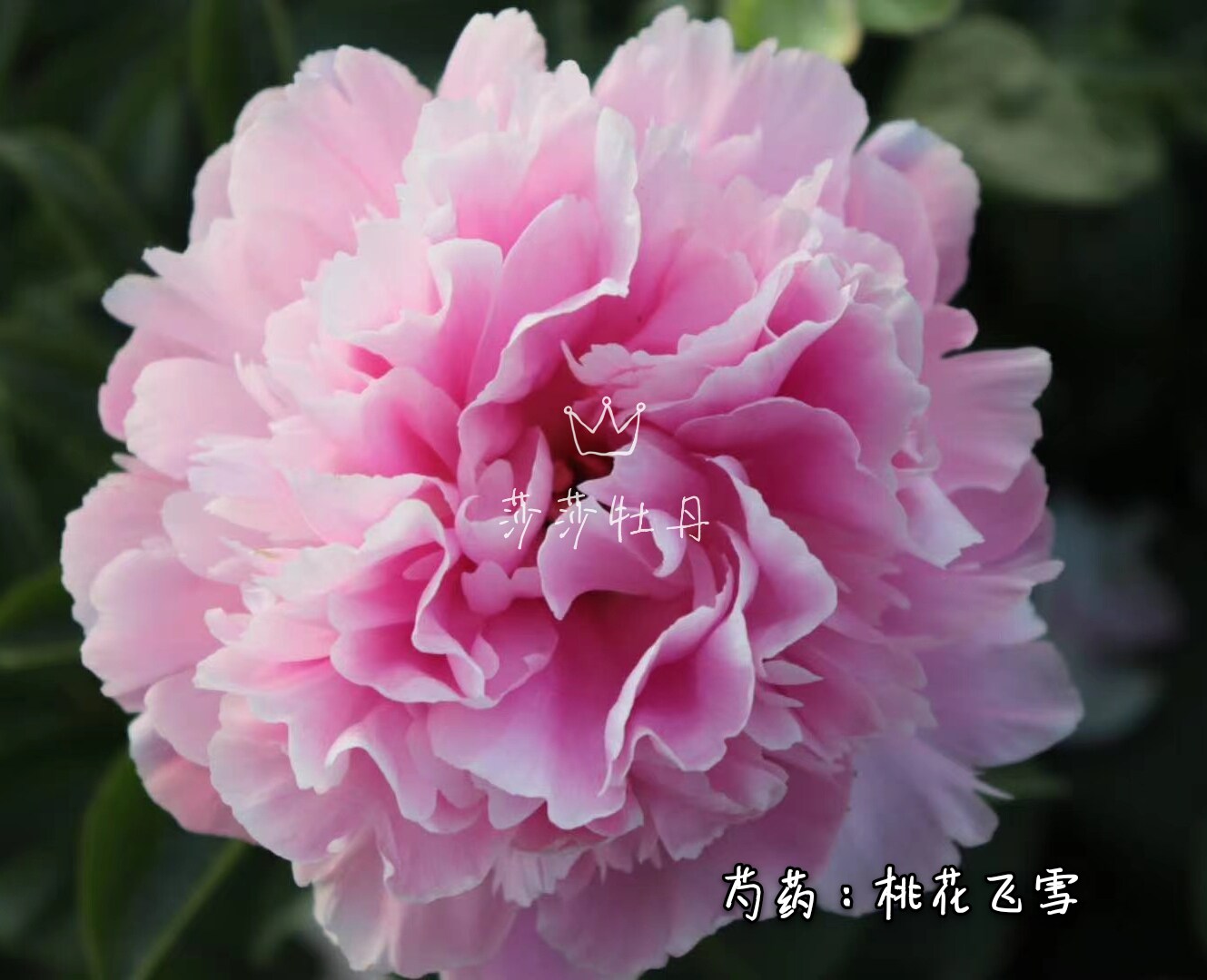 Sasa Peony Taohuafeixue Heze Chinese herbaceous peony Fresh Cut Flowers Seedlings courtyard flowers and plants plant 2020 Autumn deliveryin the Flower delivery/Flowers simulation/Plants gardening , Flowers/Potted plants (New) , Flowers  category - from Buy2taobao.com to provide professional Taobao agent buy service