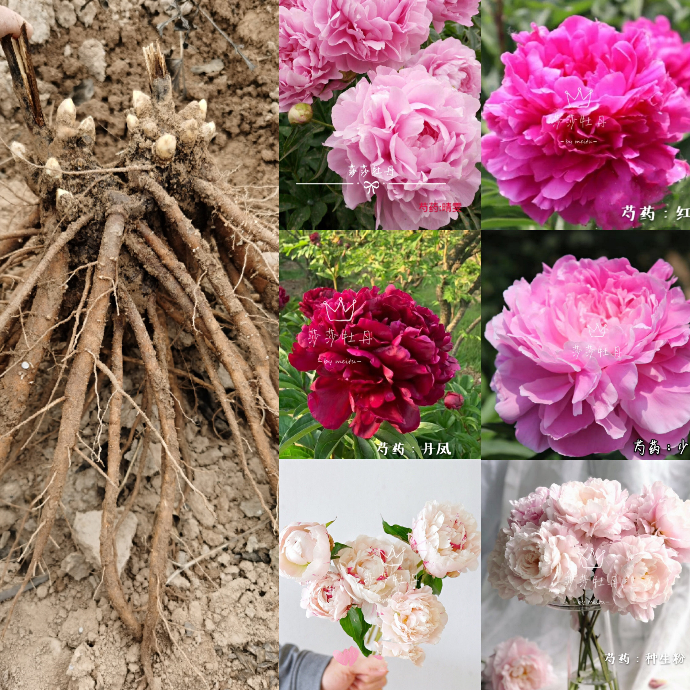 菏泽庭院芍药花苗盆栽基地图片