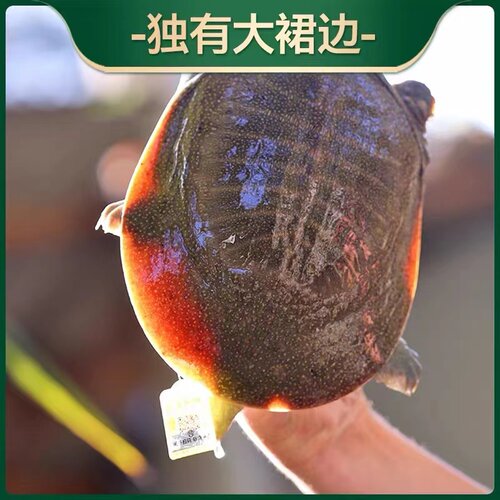 甲鱼千岛湖清水鳖甲鱼