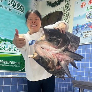千岛湖特产淳牌有机鱼鱼头鳙鱼胖头鱼花鲢鱼千岛湖大鱼头