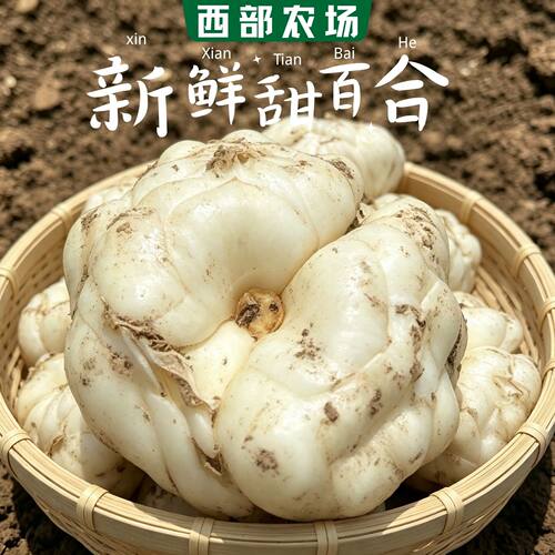 【新鲜甜百合】诚信龙牙口感不苦软糯非宜兴龙山兰州肉质肥厚蔬菜