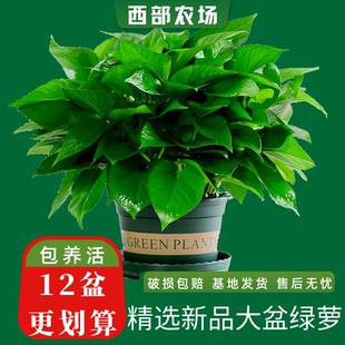 绿萝盆栽好养活植物室内绿植净化空气大盆吊兰花卉土培绿箩可长藤
