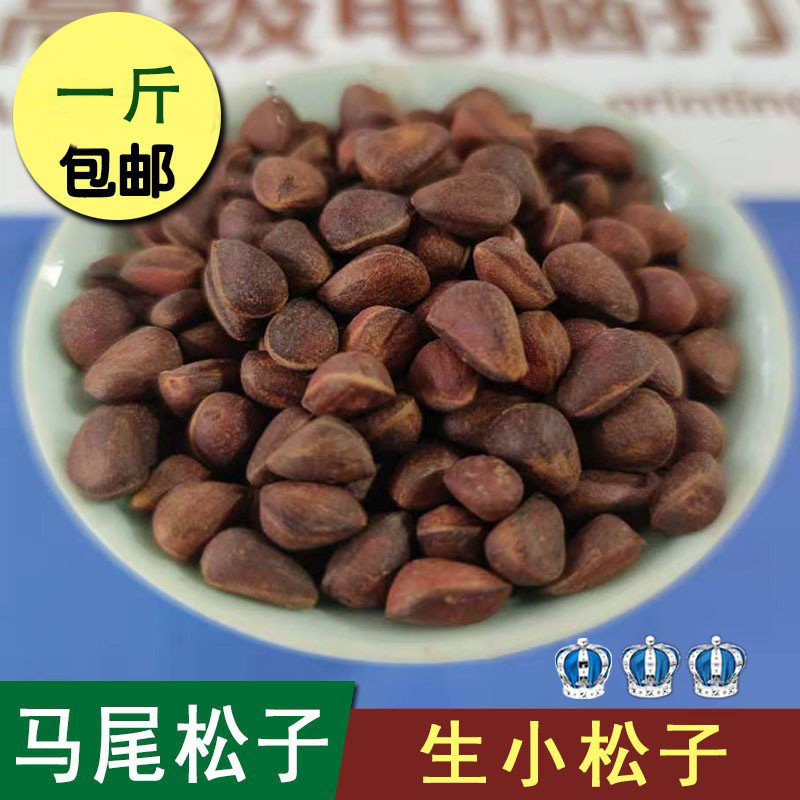 马尾松子松鼠零食生小松子偃松