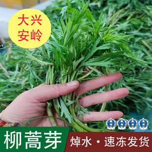 25年新柳蒿芽东北野生山菜黑龙江大兴安岭山野菜焯水真空速冻发货