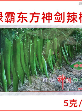 绿霸东方神剑辣椒种子中早熟果实绿色牛角型尖椒春夏秋季辣椒种孑