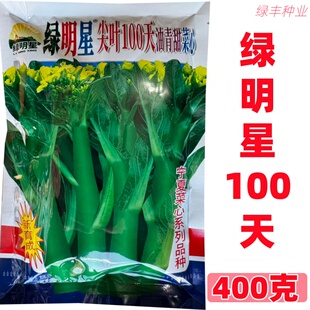 绿明星尖叶100天菜心种子基地专用亚明油青菜花春秋冬季蔬菜种孑