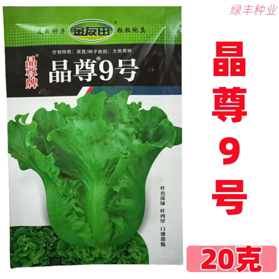 晶尊9号生菜种子易种甜脆生菜籽
