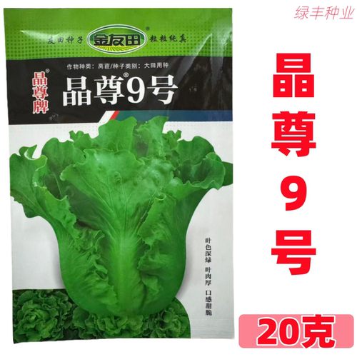 晶尊9号生菜种子 大田用种 叶色深绿叶肉厚 口感甜脆金友田生菜籽