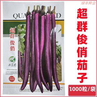 超群俊俏长茄种子早熟线茄较耐热挂果力强春秋季露地栽培细茄种孑