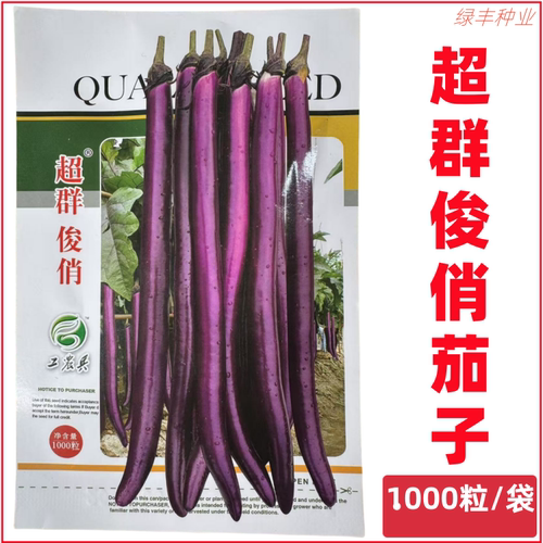 超群俊俏长茄种子早熟线茄较耐热挂果力强春秋季露地栽培细茄种孑