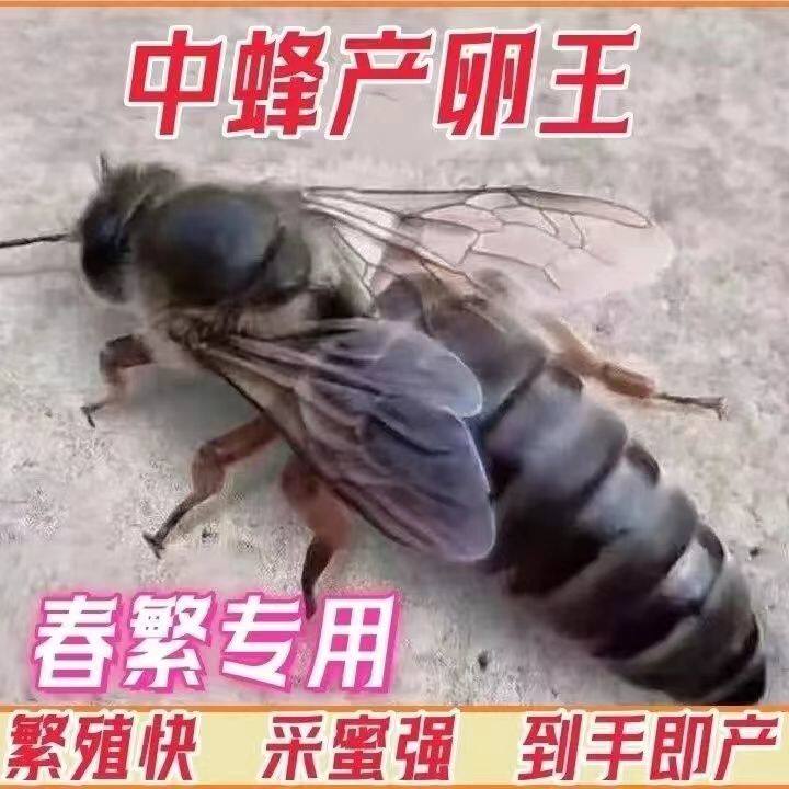 【自然交尾】优质中蜂王蜜蜂王开产王产卵王四川蜂王土蜂高产蜜蜂