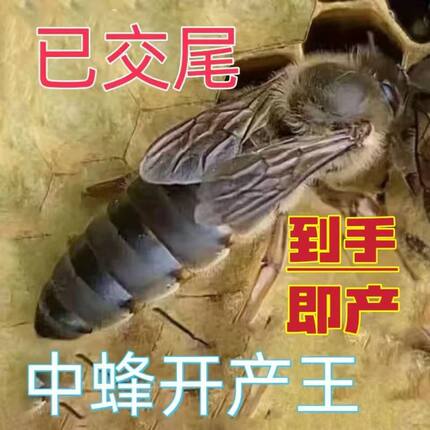 广西中蜂蜂王产卵高产双色四川蜜蜂阿坝土蜂伏牛广东开产王种王