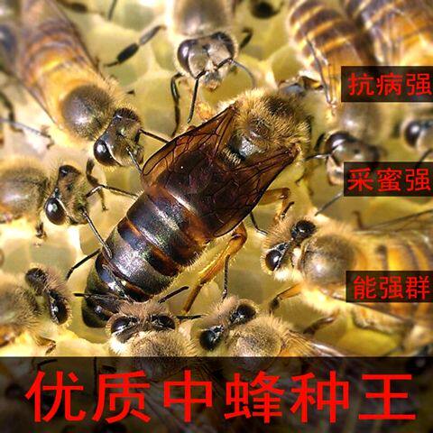 阿坝王中蜂王蜂王处女王中蜂蜂王红环王双色王蜜蜂处女王包活到手