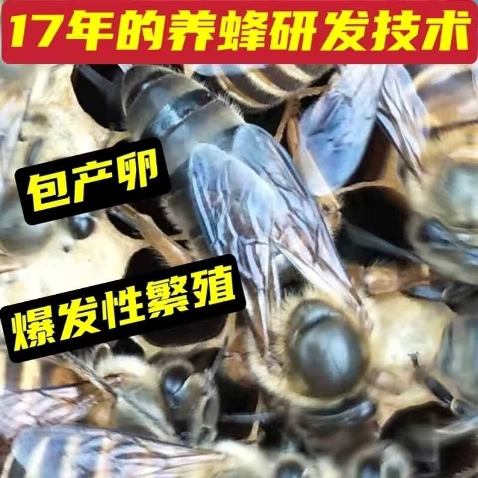 四川阿坝蜂王交尾成功中蜂开产王种王纯产卵王大头广西黑色爆产王