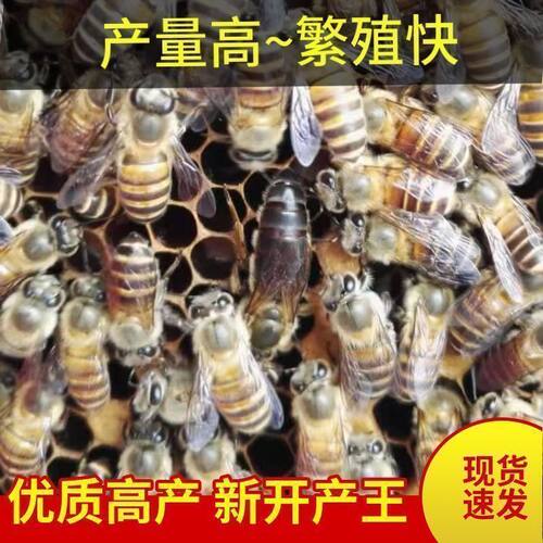 【现货速发】中蜂蜂王种王优质种王高产蜜蜂优质种蜂核心优质王后