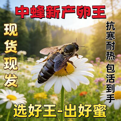 【包活到手】中蜂蜂王交尾种王土蜂产卵王伏牛广西广东阿坝开产王