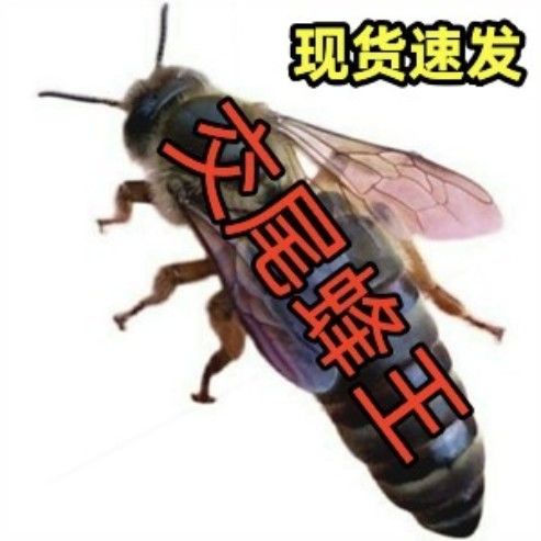 中蜂易养蜂土蜂王高种王优质蜜蜂活体交尾新开产卵王仓王处女王