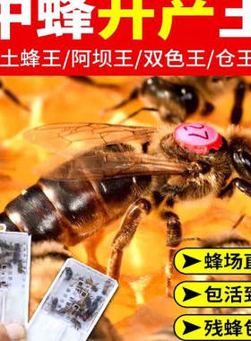 中蜂蜂王种王优质种良中蜂王产卵双色阿坝土蜂本地处女王良种蜂王