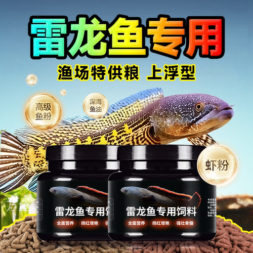 增艳补钙长帆活力成长印尼雷龙鱼