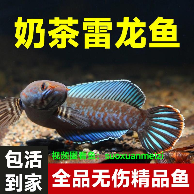 印尼奶茶雷龙鱼观赏鱼公母小型鱼