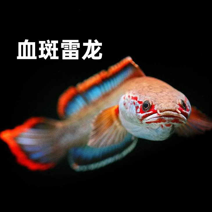 血斑雷龙鱼苗活体淡水族宠观赏小型中型火背巧克力七彩低氧鱼血一