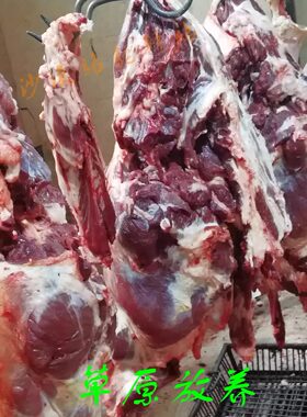 阿拉善生鲜骆驼肉美味营养