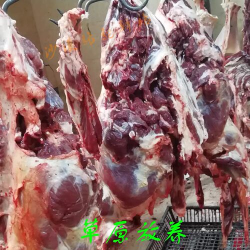 阿拉善生鲜骆驼肉美味营养
