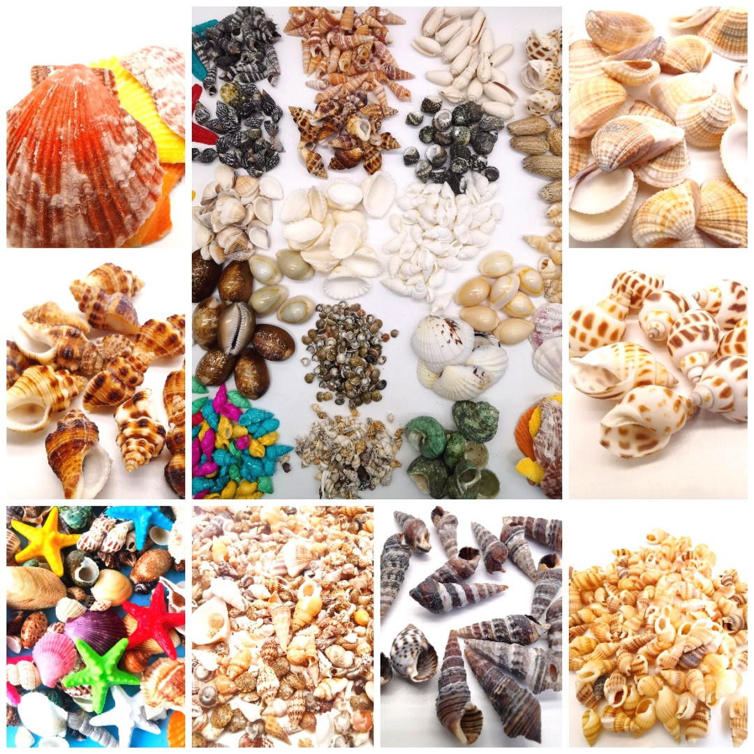 彩色扇贝海螺贝壳天然diy优惠