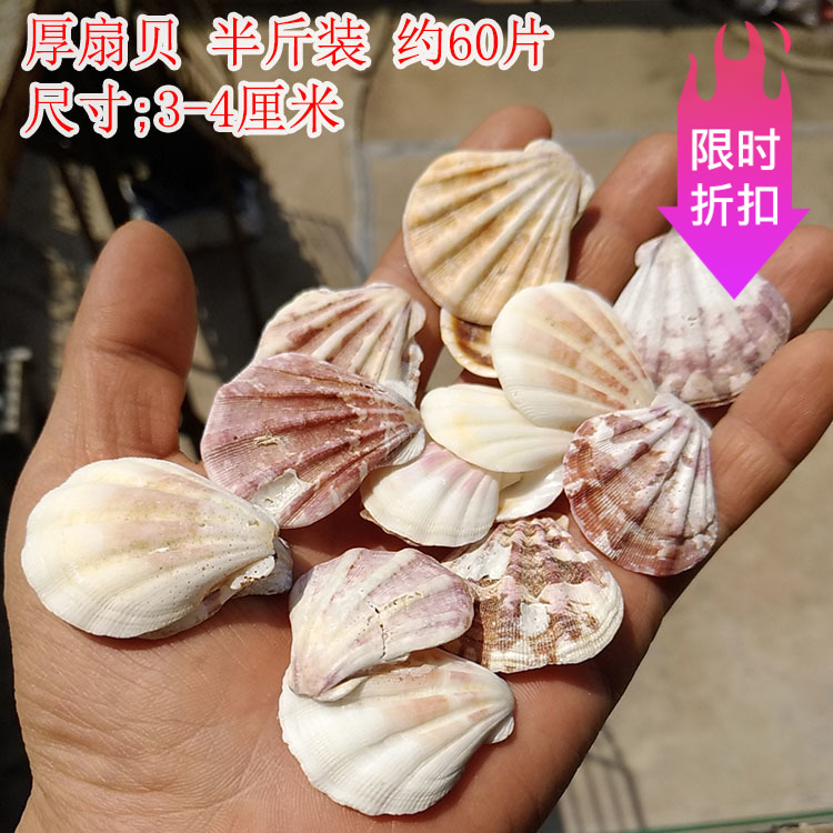 厚扇贝 彩色贝壳 彩贝 天然贝壳海螺 家装贝壳墙贴地台婚庆装饰画图片