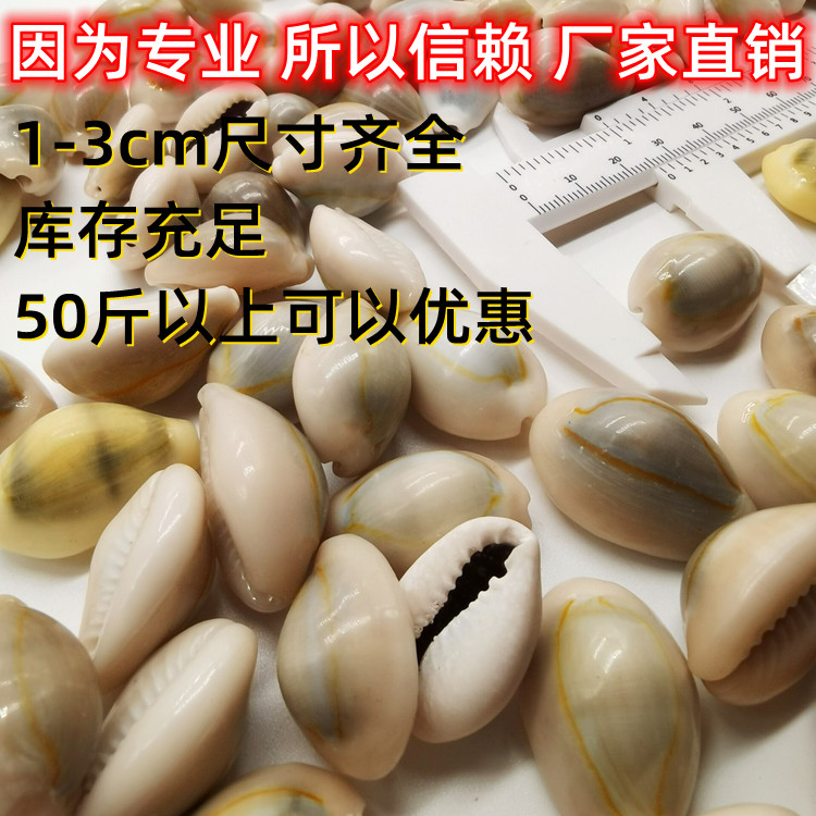 正品天然贝壳海螺白色金边古钱币