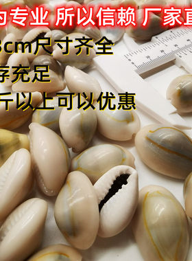 正品天然贝壳海螺白色金边古钱币