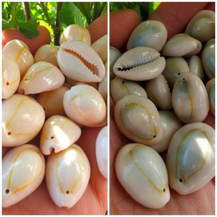 打孔金边贝 天然贝壳海螺 幼儿园diy手项链配挂件材料 海底洋