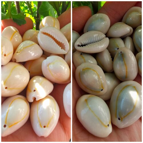 海底洋海螺贝壳工厂直销