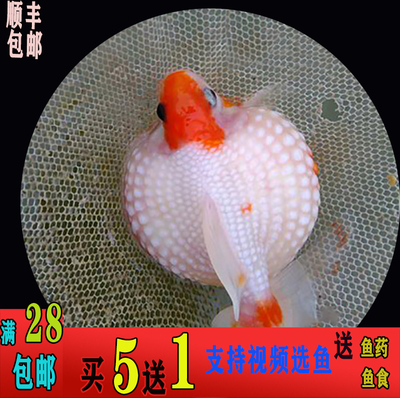 活体珍珠兰寿宠物鱼包邮