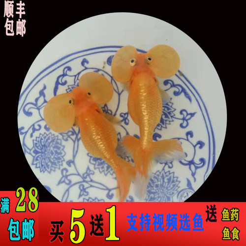 活体五花水泡兰寿金鱼包邮