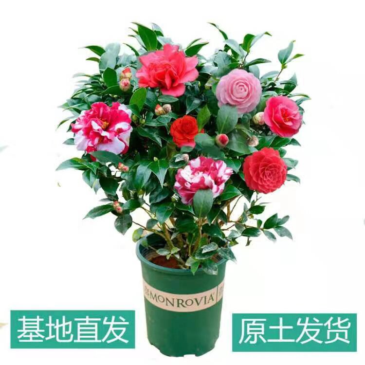 香茶花盆栽茶花树苗烈香香妃茶花四季阳台盆栽茶花绿植盆栽带花苞