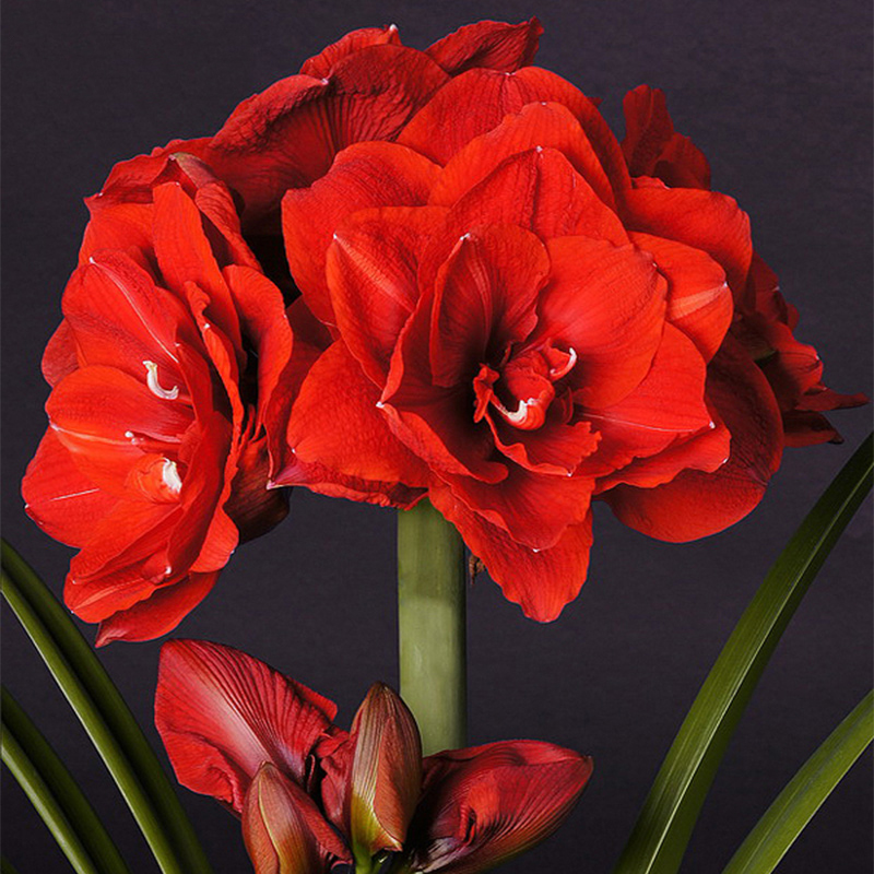 进口荷兰重瓣开花四季朱顶红种球