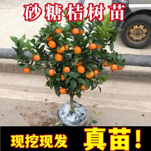 沙糖桔树苗地栽盆栽南方北方种植橘子树苗柑桔果树果苗嫁接砂糖橘
