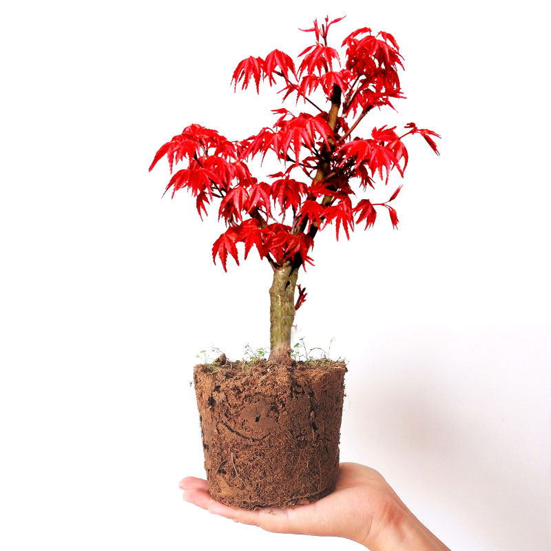 进口红枫种子四季种开花易活室内外盆栽桌面庭院观叶绿植物花种籽