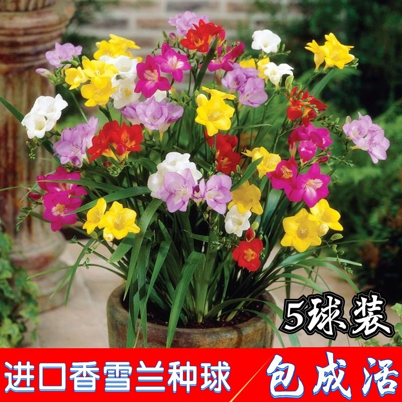 5颗重瓣四季植物香雪兰种球小苍兰盆栽庭院花卉球根花种籽室内