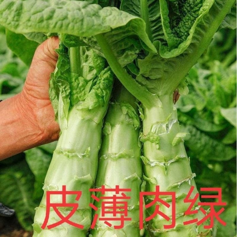 莴笋种子四季绿肉耐蔬菜种子尖叶热高产耐寒红皮特大香莴笋