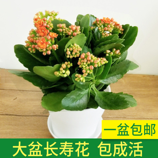 室内阳台桌面盆栽花卉观花植物 重瓣 长寿花 成品当季开花苗