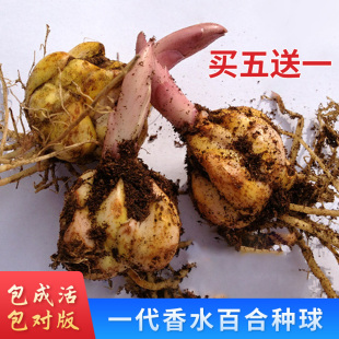 香水百合花种球盆栽花卉种子重瓣花苞室内好养阳台四季开花水培