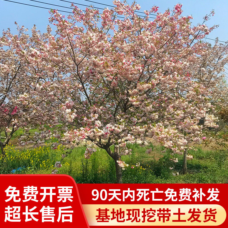 绿化苗木樱花树苗樱花苗日本樱花嫁接早樱晚樱庭院樱花苗染井吉野