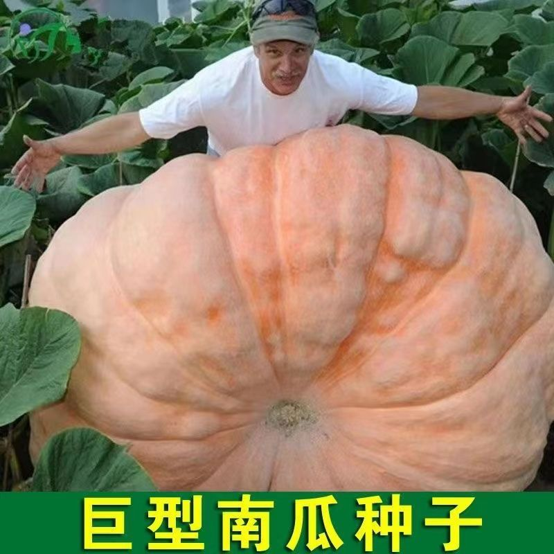 巨型南瓜种子太空南瓜种子特大南瓜子超级大号多籽产籽蔬菜瓜种子