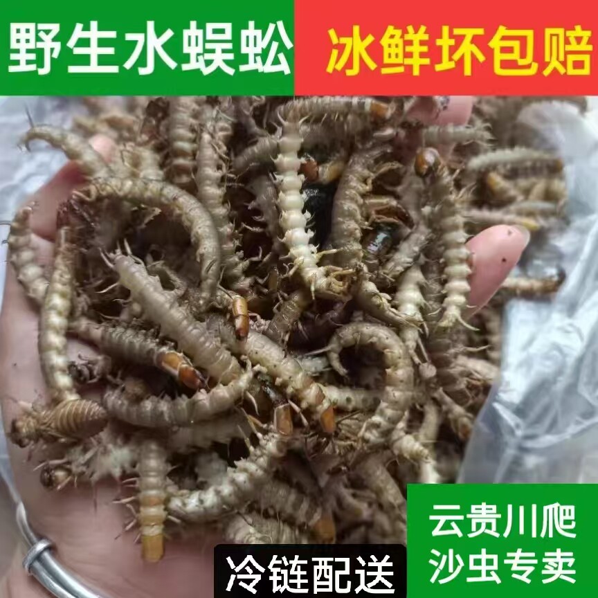 野生水蜈蚣湖南特产爬沙虫新鲜速冻虾巴虫幼虫烧烤食用农产品500g