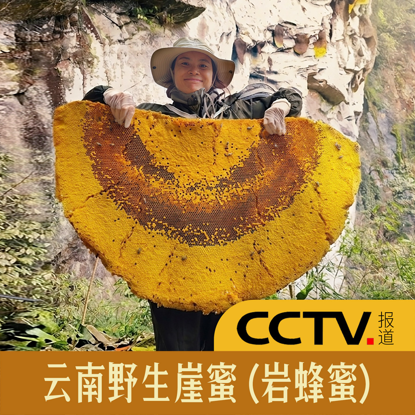 云南悬崖蜜野生岩蜂蜜土酸树酸蜂高山黑蜜正宗天然百花蜜黑大蜜蜂